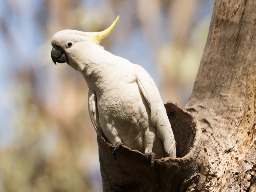 Maude Cockatoo