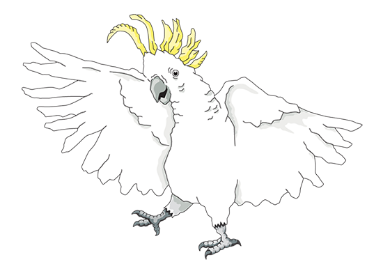 Maude the Cockatoo